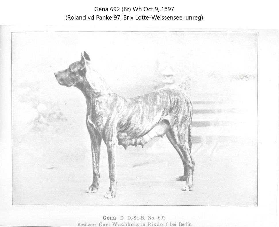 Gena
